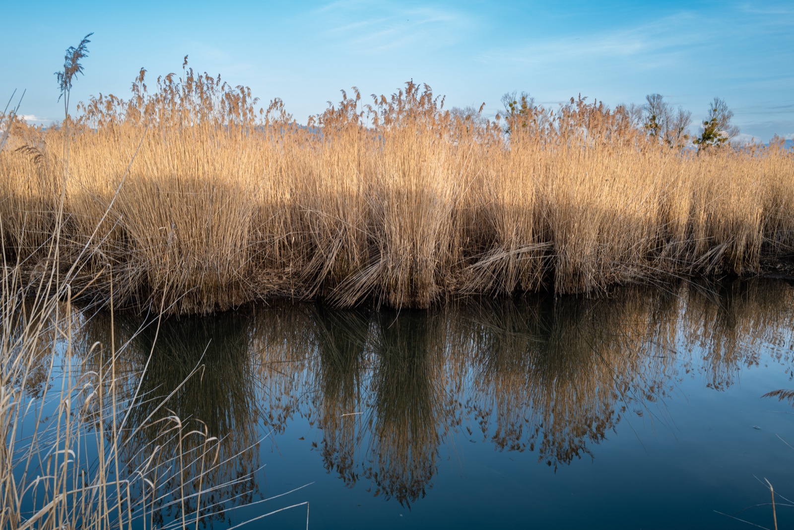 A reed bed reflected in still water