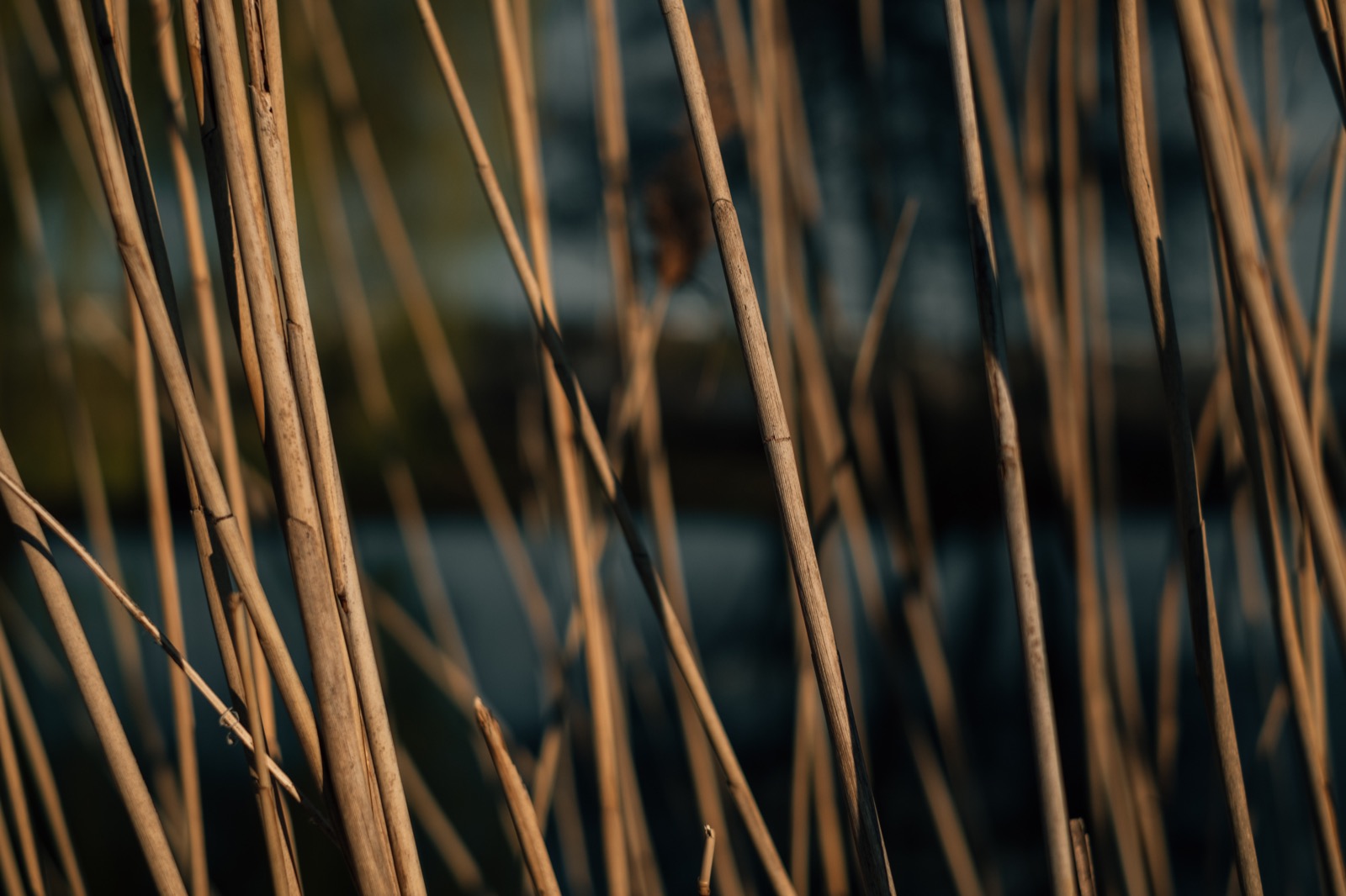 Reed stalks against dark water
